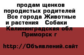 продам щенков породистых родителей - Все города Животные и растения » Собаки   . Калининградская обл.,Приморск г.